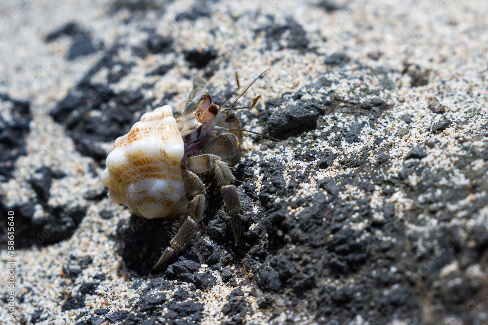 Hermit crab in Costa Rica