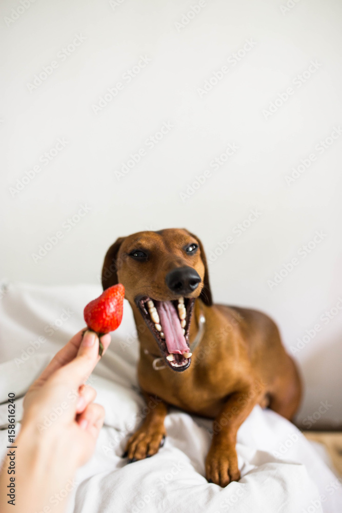 Cute badger-dog is yawning when someone is offering a strawberry