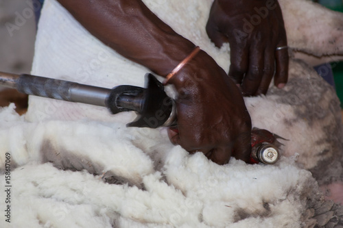 shearing of sheep in south africa