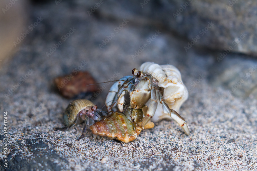 Hermit crabs in Costa Rica in Costa Rica