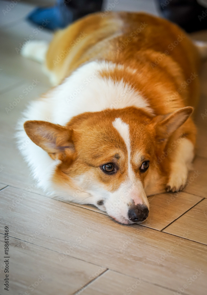 dog couch on the floor with , select focus eye dog couch on the floor with , select focus eye