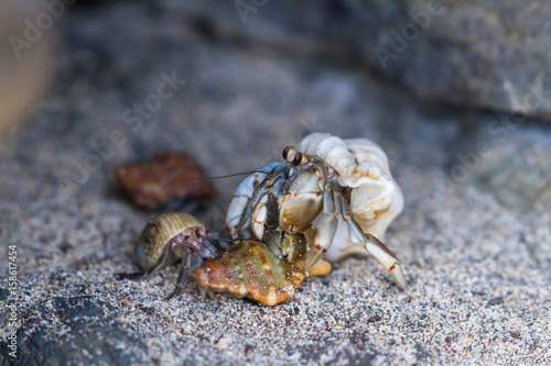 Hermit crabs in Costa Rica in Costa Rica