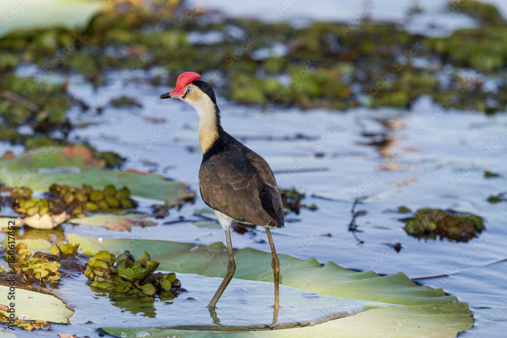 Comb-crested Jacana on a water lily Comb-crested Jacana on a water lily