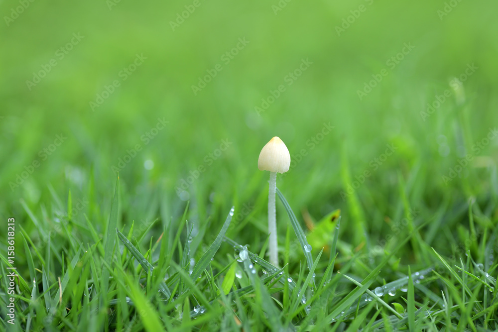 White mushroom in green grasses with raindrops White mushroom in green grasses with raindrops
