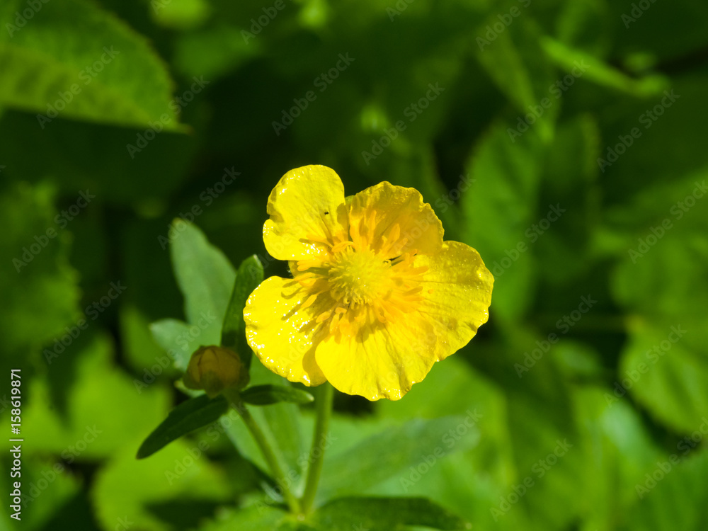 Flower of Tall Buttercup or Ranunculus acris macro with bokeh background, selective focus, shallow DOF Flower of Tall Buttercup or Ranunculus acris macro with bokeh background, selective focus, shallow DOF