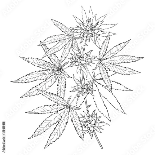 Vector bunch of outline Cannabis sativa or Cannabis indica or Marijuana. Branch, leaves and seed isolated on white background. Medicinal plant in contour style for summer design and coloring book.
