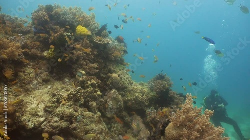 Wallpaper Mural Fish and coral reef. Tropical fish on a coral reef. Wonderful and beautiful underwater world with corals and tropical fish. Hard and soft corals. Diving and snorkeling in the tropical sea. Travel Torontodigital.ca