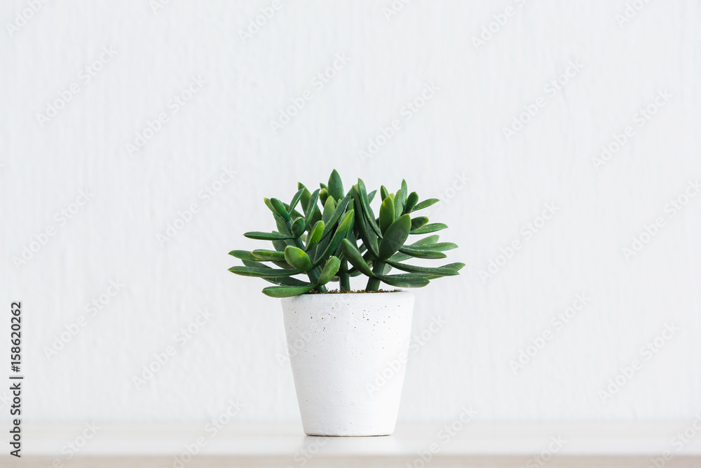 Obraz premium Artificial succulent plant