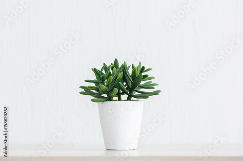 Artificial succulent plant