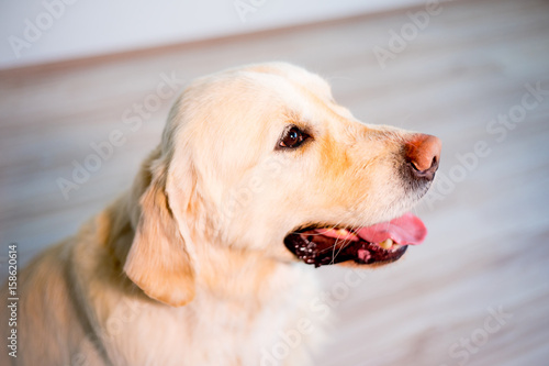 Happy dog at home