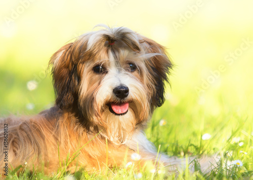 havanese dog in garden meadow