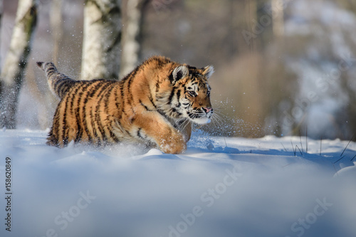 Siberian Tiger in the snow  Panthera tigris altaica 