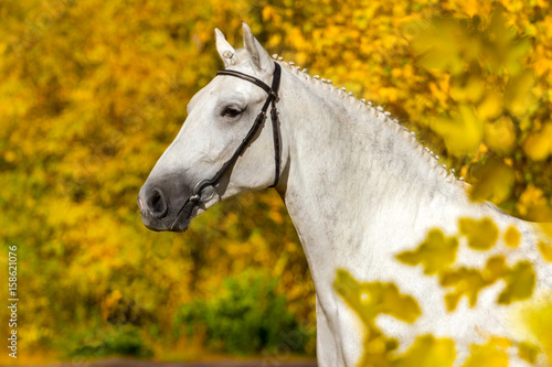 White horse portrait in autumn yellow forest