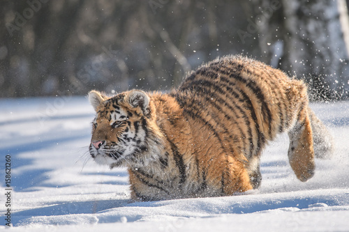 Siberian Tiger in the snow (Panthera tigris altaica)