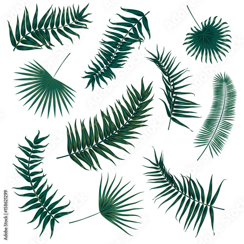 Vector tropical palm leaves  jungle leaves set isolated on white background.