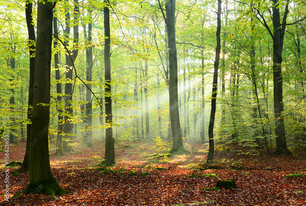 Fototapeta premium Forest