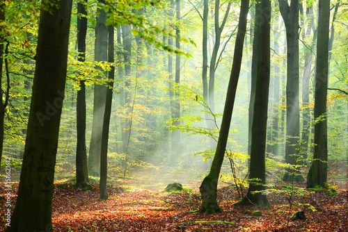 Fototapeta samoprzylepna bukowy las