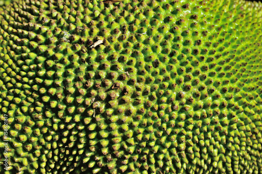 jackfruit background jackfruit background