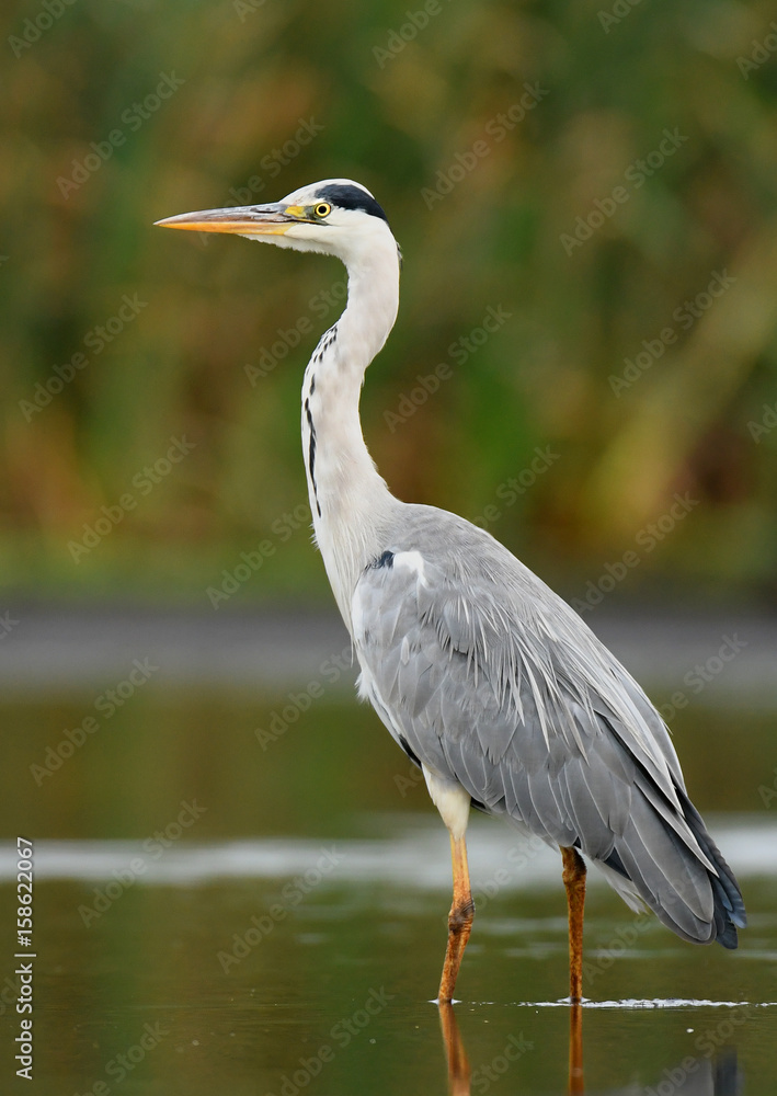 Fototapeta premium Grey heron (Ardea cinerea)
