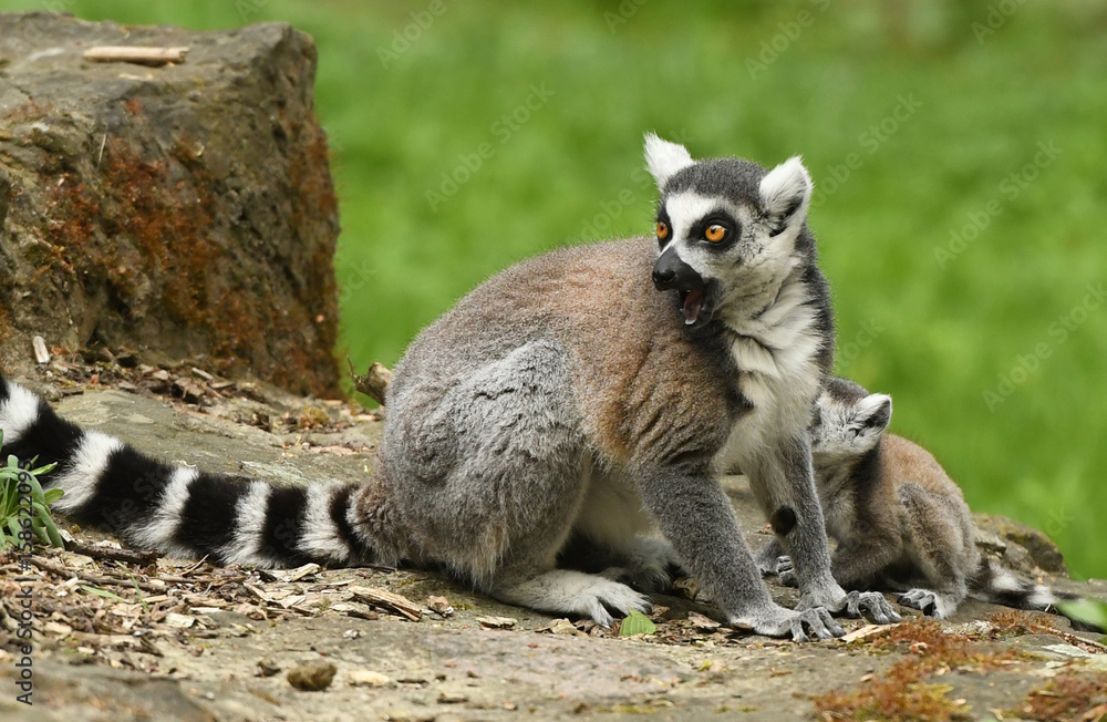 Obraz premium Ring-tailed lemur (Lemur catta)