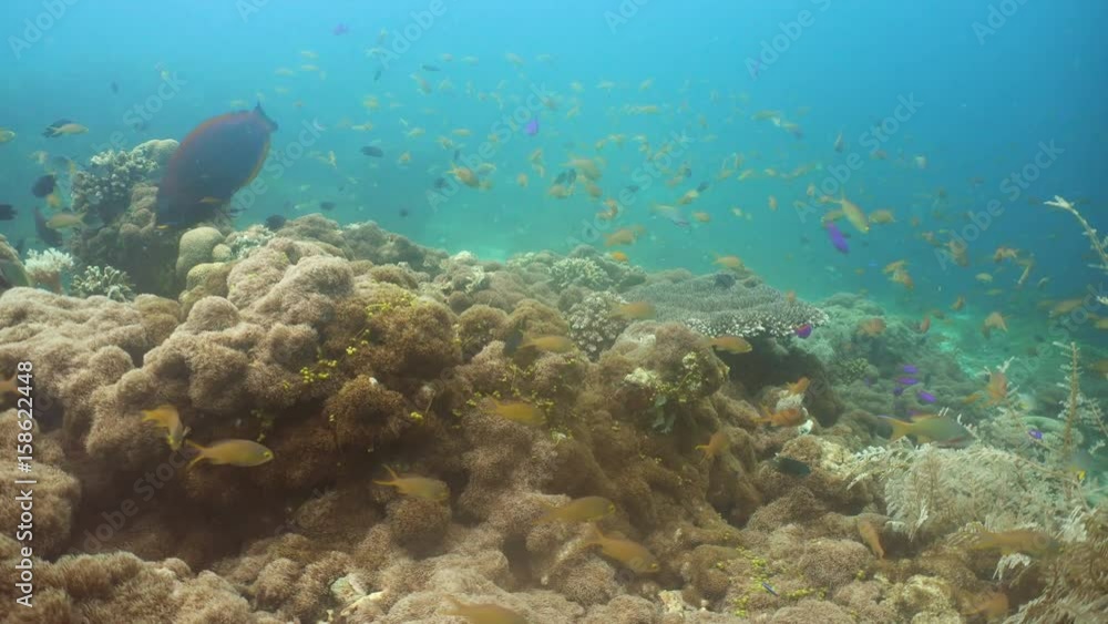 Fish and coral reef. Tropical fish on a coral reef. Wonderful and beautiful underwater world with corals and tropical fish. Hard and soft corals. Diving and snorkeling in the tropical sea. Travel Fish and coral reef. Tropical fish on a coral reef. Wonderful and beautiful underwater world with corals and tropical fish. Hard and soft corals. Diving and snorkeling in the tropical sea. Travel