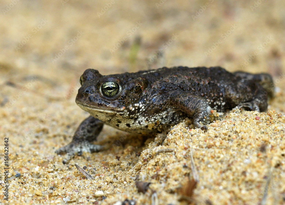Natterjack toad (Bufo calamita) Natterjack toad (Bufo calamita)