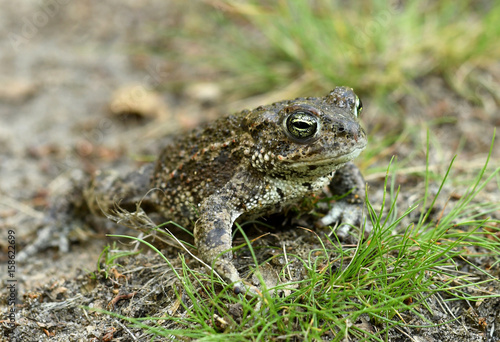 Natterjack toad (Bufo calamita)