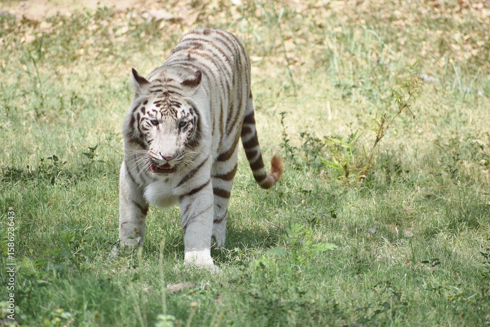 Naklejka premium white tiger
