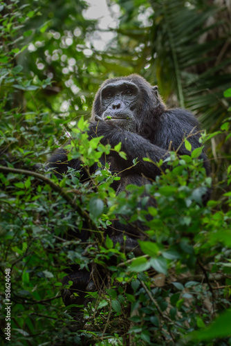(Pan troglodytes) is an African ape. © vaclav