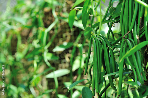 green vanilla plants and fruits in growth at garden