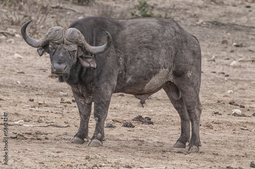 african bufflo