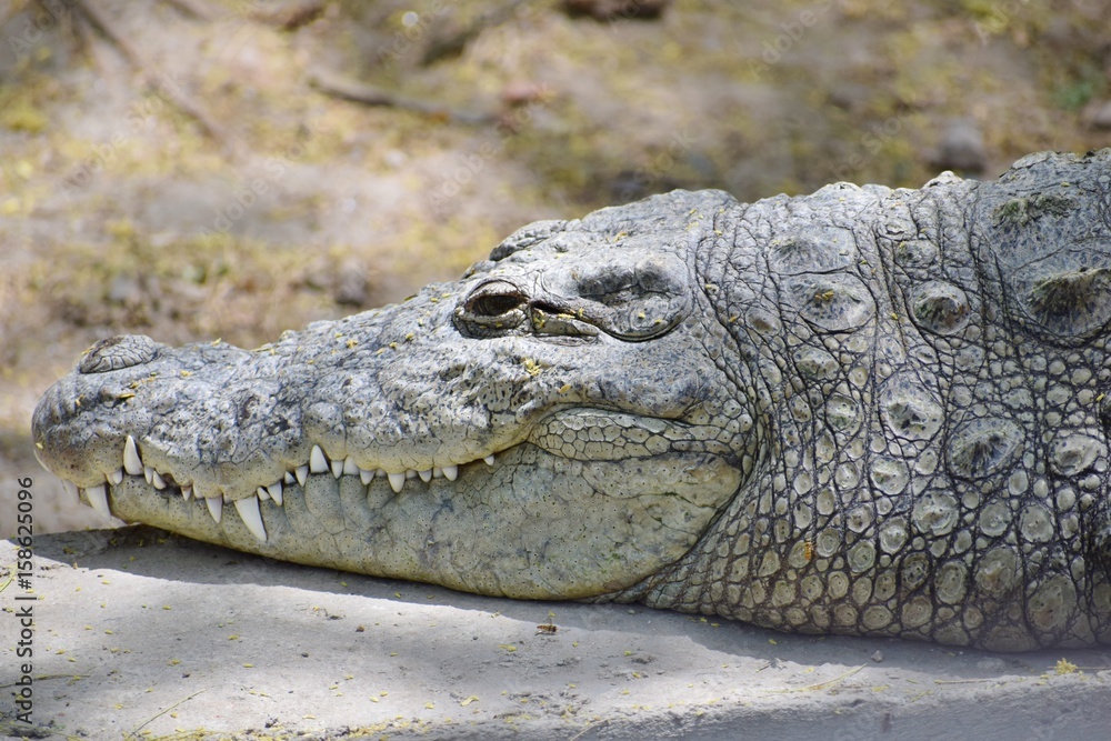 Fototapeta premium crocodile