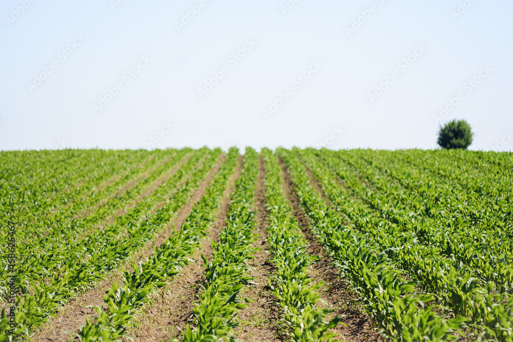 Green field of young corn crops