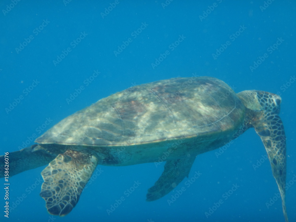 Fototapeta premium Great barrier reef