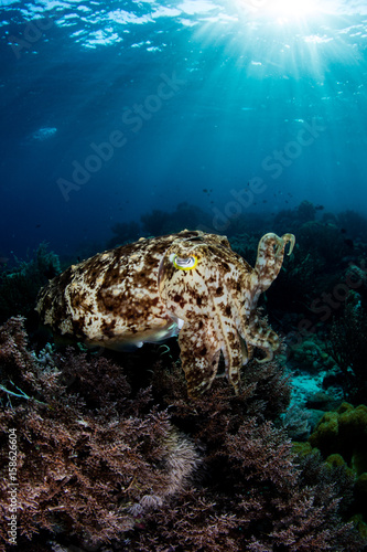 Broadclub Cuttlefish Hovering Above Coral Reef