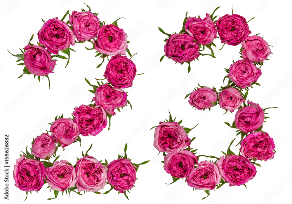 Arabic numeral 23, twenty three, from red flowers of rose, isolated on white background