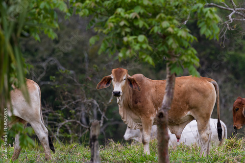 Costa Rican cattle