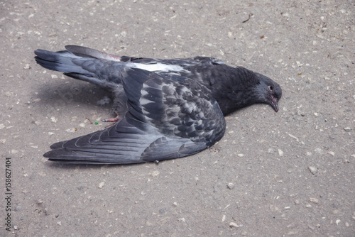 dead pigeon