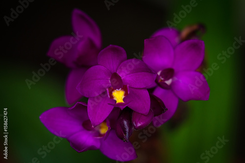 cluster of purple orchids