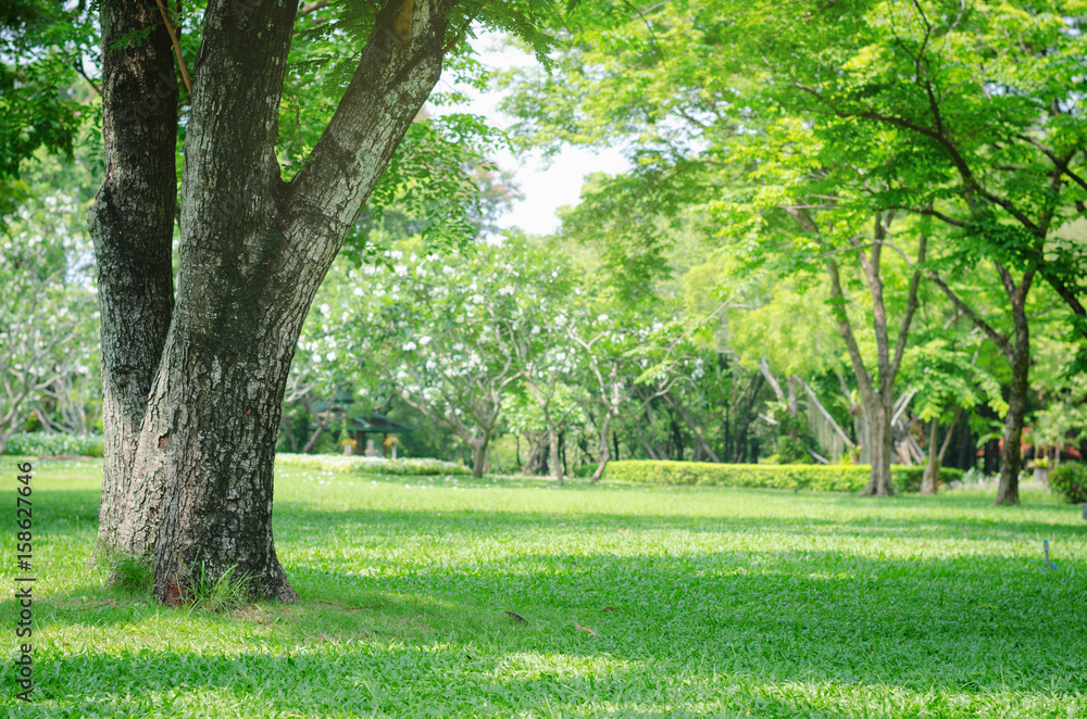trees in the park with green grass and sunlight, fresh green nature background. - obrazy, fototapety, plakaty 