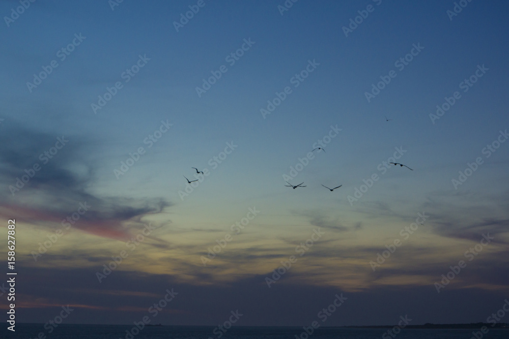 Seagulls flying in a colorful sky when night falls
