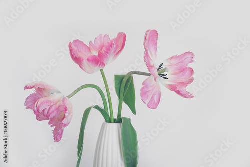 Wallpaper Mural Rosa Tulpen Torontodigital.ca