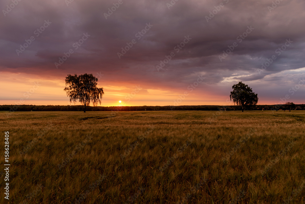Sonnenaufgang über dem Getreidefeld