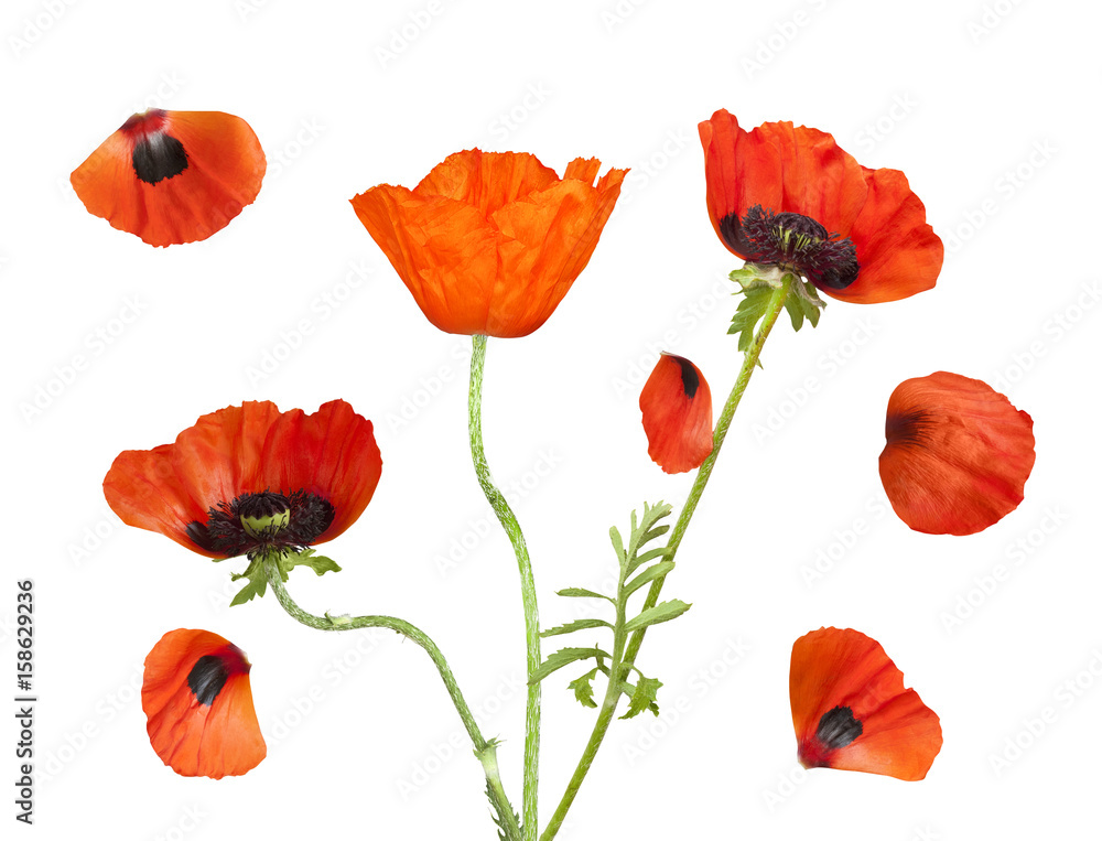 Naklejka premium Poppies with petals