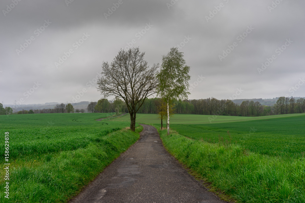Asphalt road between fields leading to the forest. Rural cloudy landscape