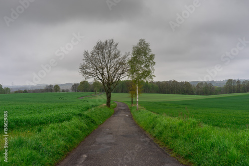 Asphalt road between fields leading to the forest. Rural cloudy landscape