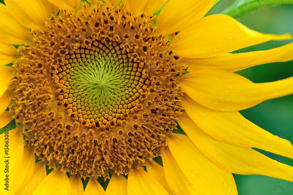 closeup of beautiful sunflower blooming at garden closeup of beautiful sunflower blooming at garden