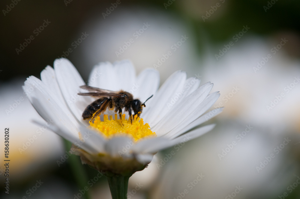 Biene auf Margeritenblüte Biene auf Margeritenblüte