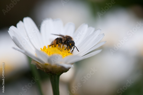 Biene auf Margeritenblüte © WR