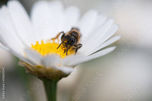 Biene auf Margeritenblüte